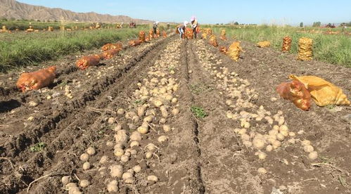 山丹縣推廣全生物可降解地膜 為土壤“凈身”，為環(huán)境“減負(fù)”，探索土壤污染防治新路徑